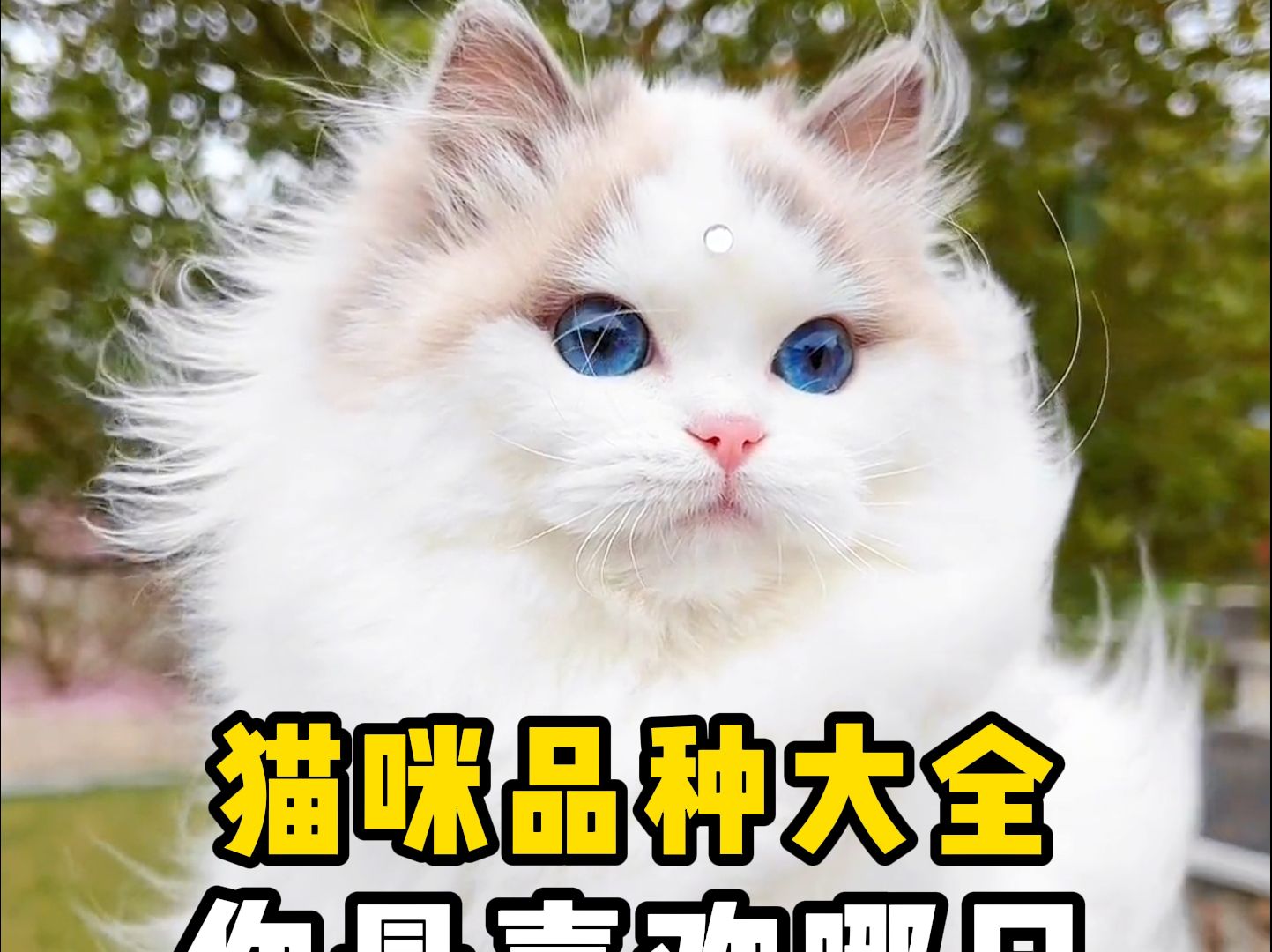 常见的猫咪品种大全,你还知道哪些?