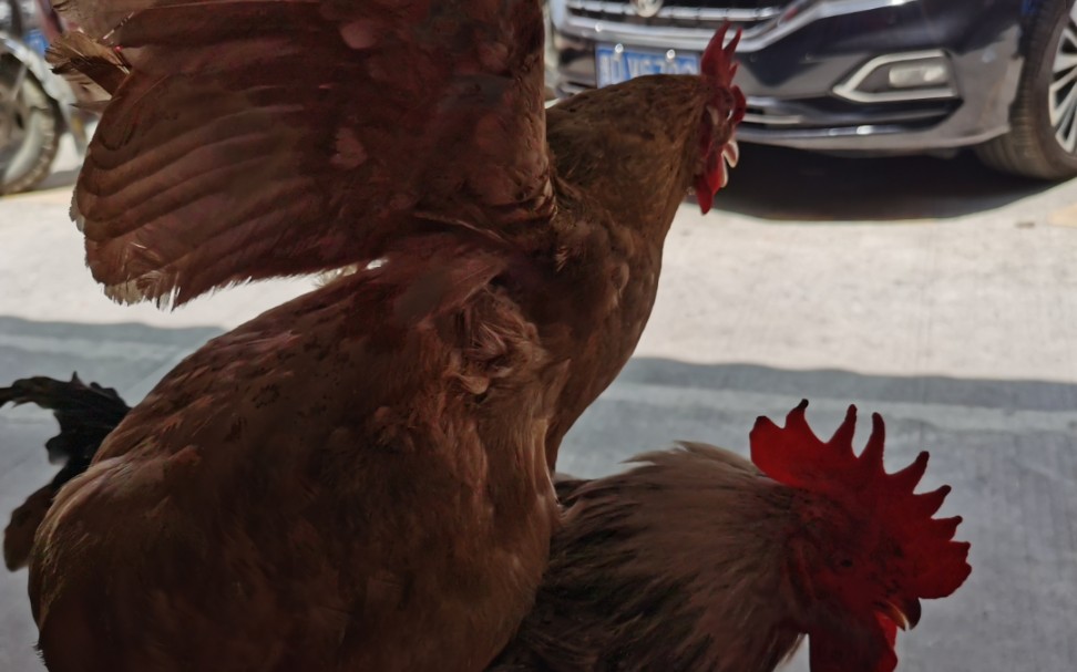 今天在逗公鸡,母鸡刷得一下飞公鸡身上踩来踩去,看来平时没少被白公鸡