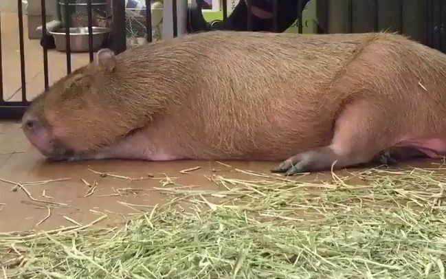 众所周知豚猪o▽d