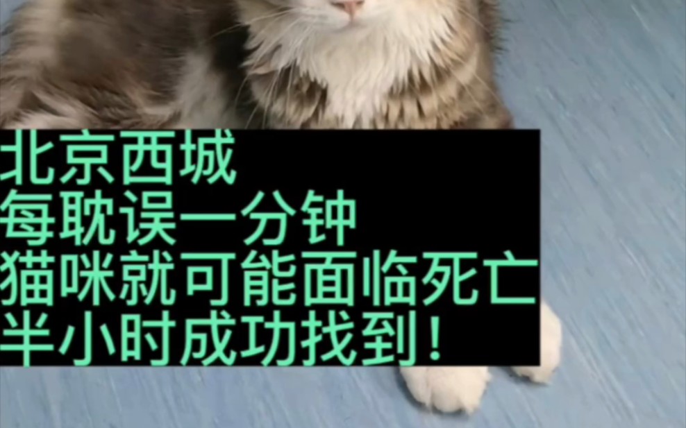 猫咪溜走怎么找##找猫方法##柯南寻猫寻狗专业寻宠物团队##北京寻猫##北京找猫团队##北京寻猫团队##北京西城寻猫团队##如何快速找猫##北京靠谱找猫...