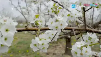 韩文歌曲 蔷薇花 Chunim 标注有韩文读音 可以边唱边学韩文歌曲 哔哩哔哩 Bilibili