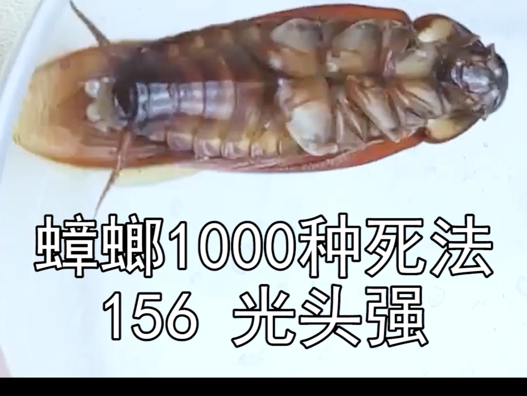 蟑螂:光头强!