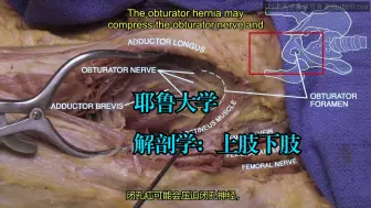 Descargar video: 耶鲁大学《上肢和下肢解剖学|Anatomy of the Upper and Lower Extremities》中英字幕