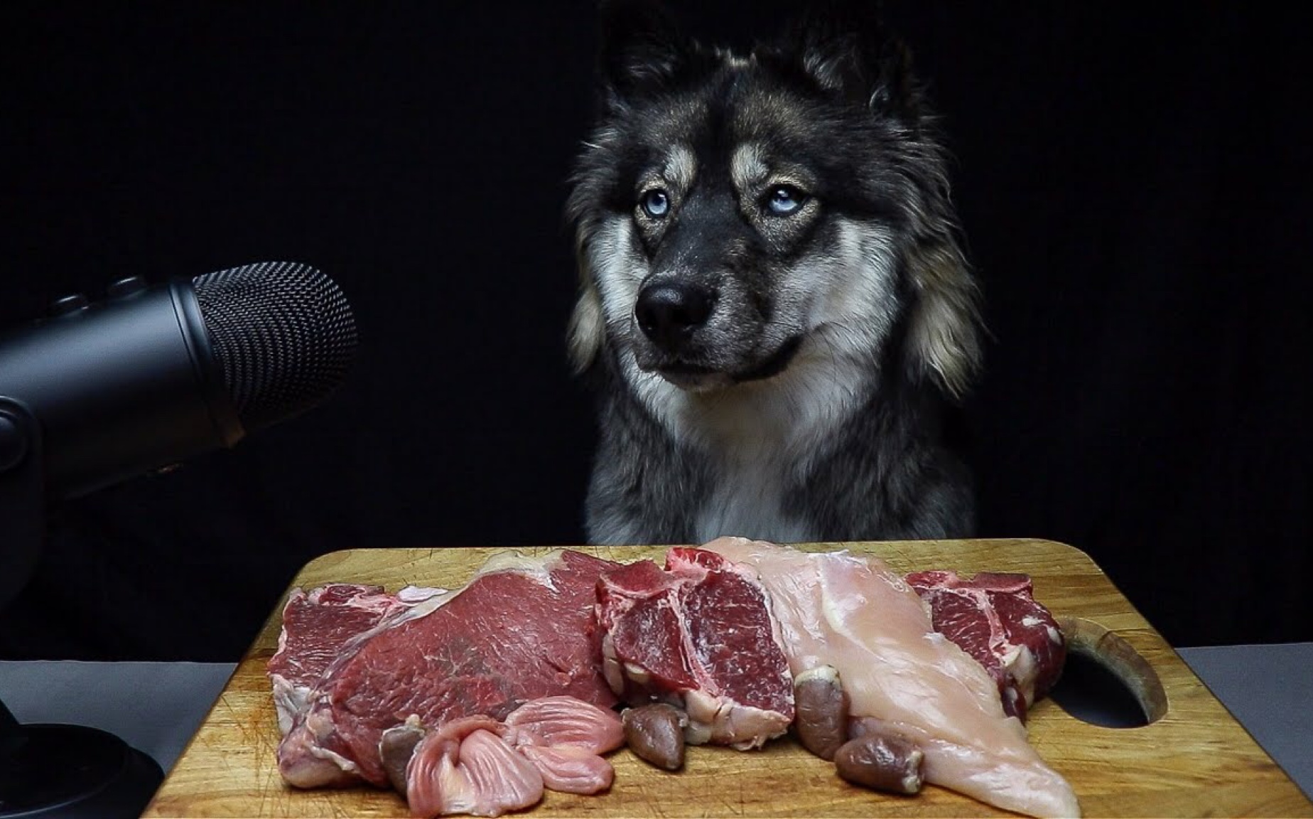 【咀嚼吃播】狗狗第一次吃生肉——my mountain husky