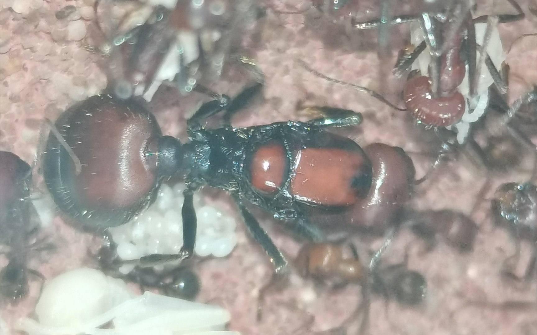 肯尼亚收获蚁(278天)