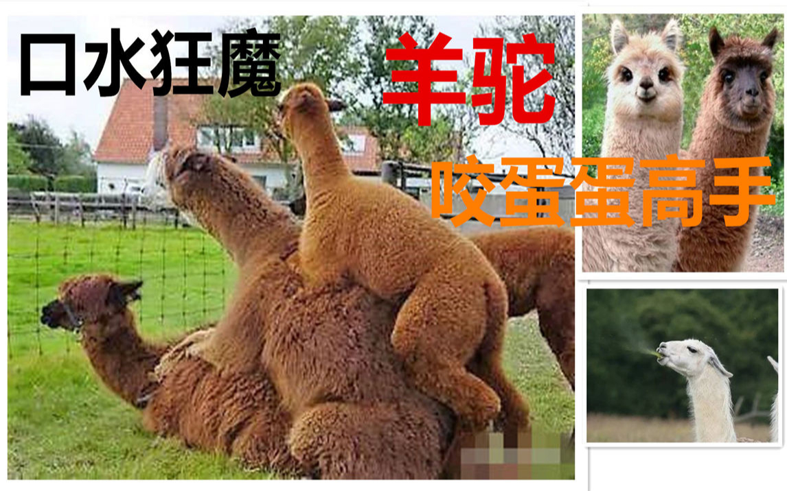 会把情敌蛋蛋咬掉的羊驼,可爱背后的一面