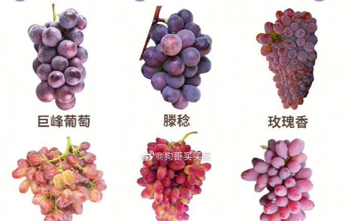 葡萄种类名称及图片图片