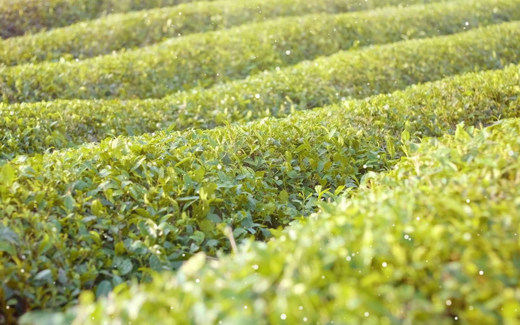 [图]茶道茶艺功夫茶茶园采茶视频素材