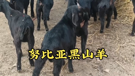 努比亚黑山羊养殖