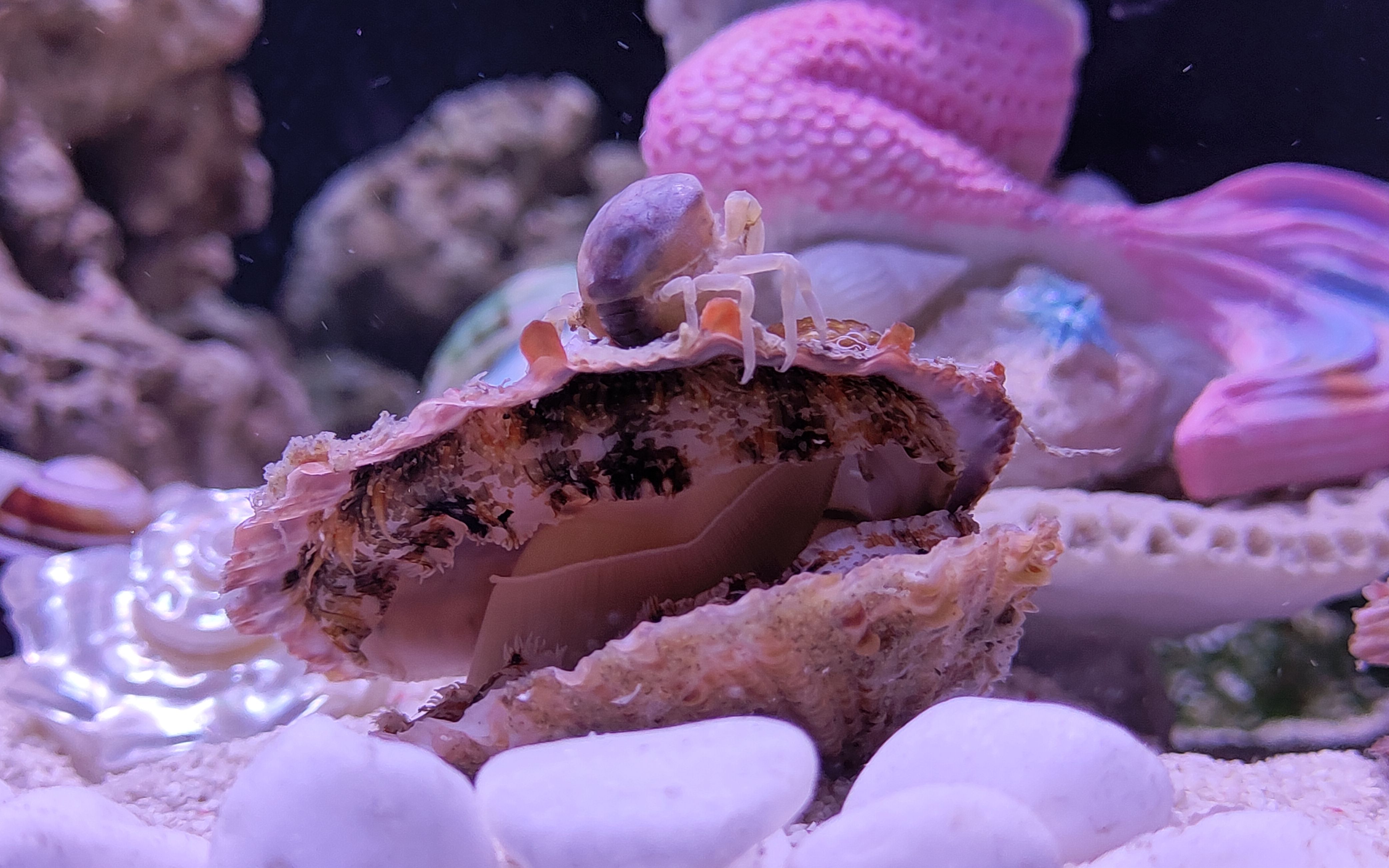 扇贝里的豆蟹能不能养活?显然......