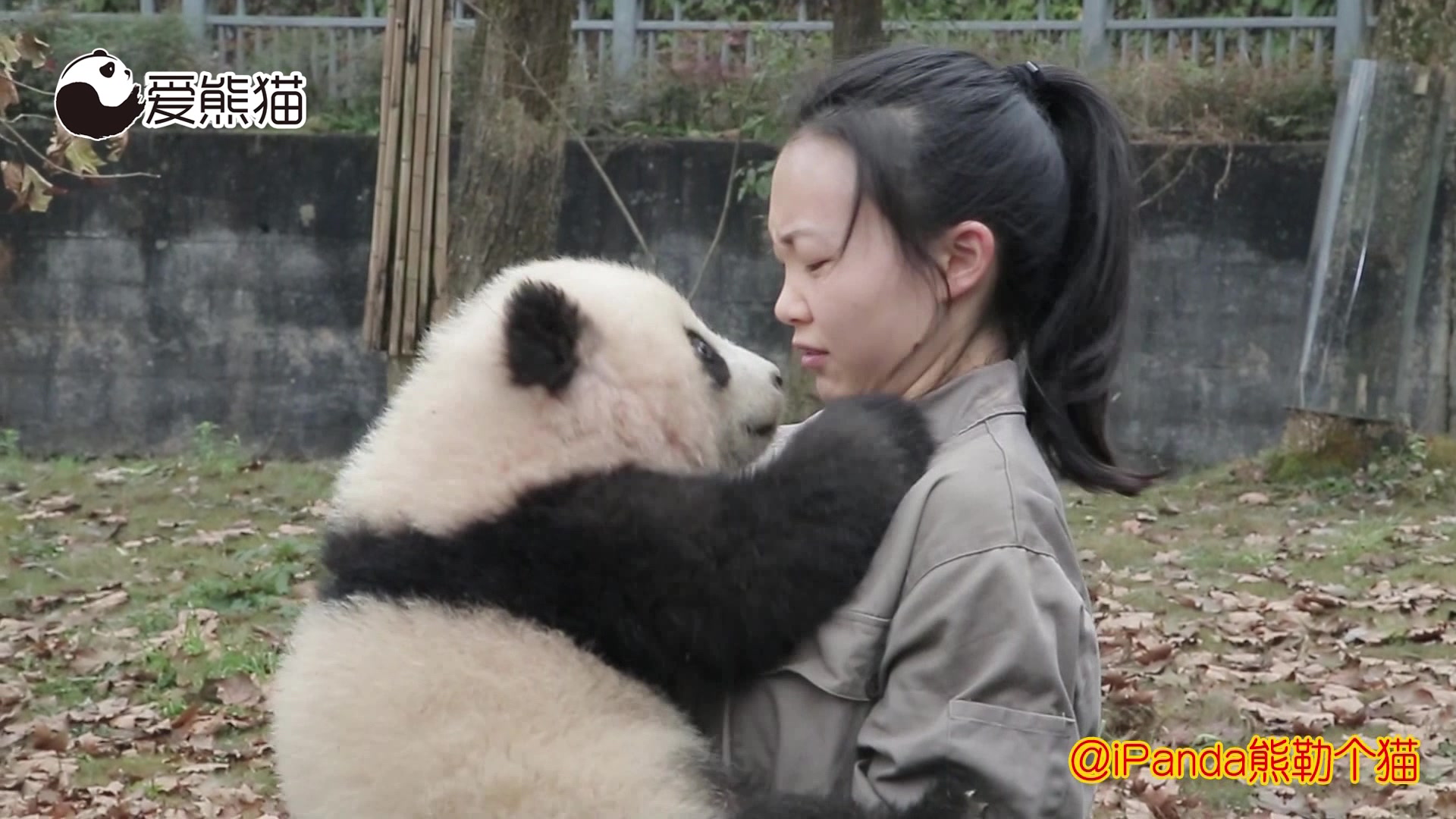 都不知道该看人还是看熊猫了哔哩哔哩bilibili