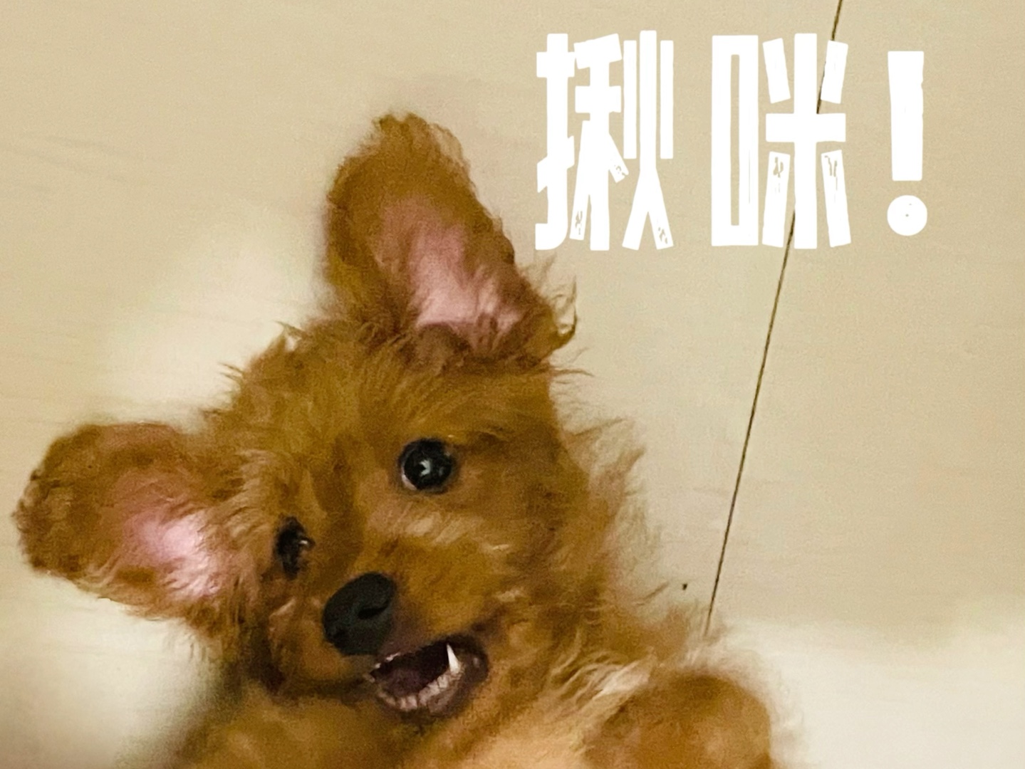 小狗狗的一些个丑照哈哈哈(已经过小狗同意)