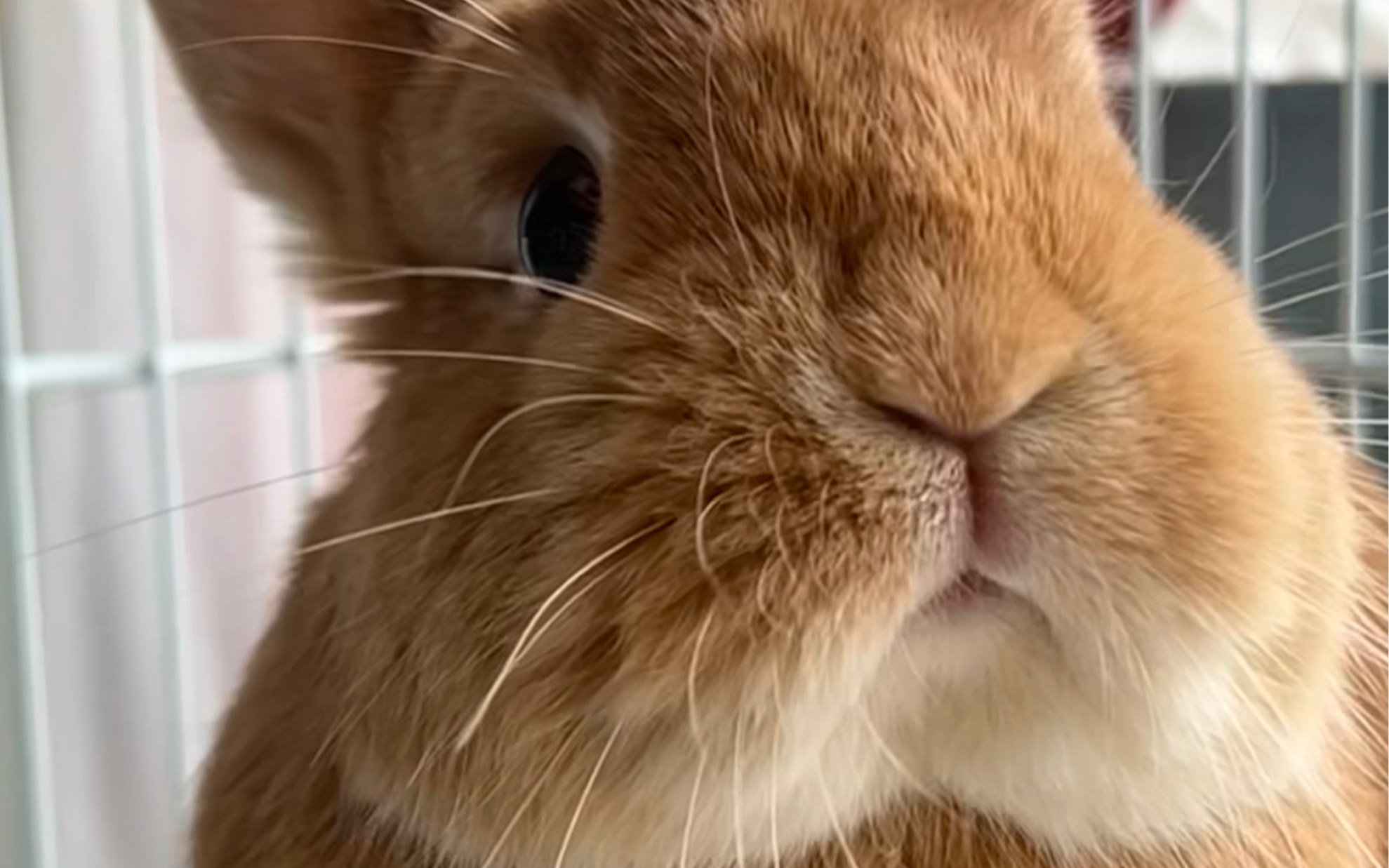 不高兴却还要浅浅敷衍一下妈妈的小兔子