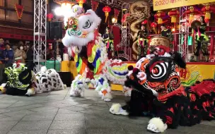 中国醒狮 日本神戸华侨总会舞狮队春节表演刘关张桃园结义