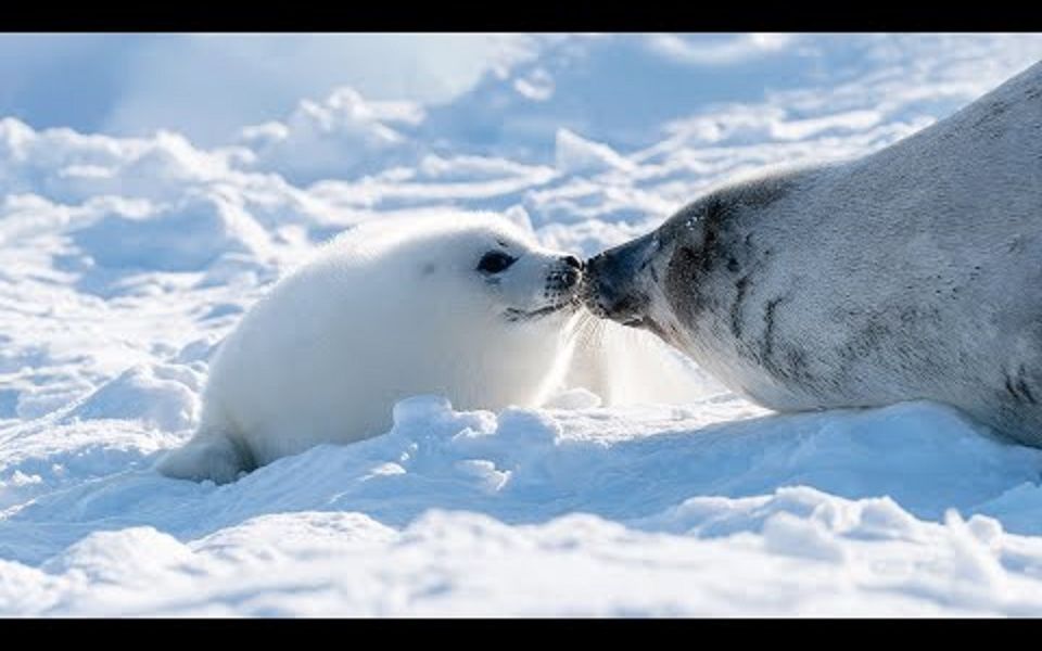 只要小海豹举手手,海豹妈妈就会亲亲它(baby harp seal ch)