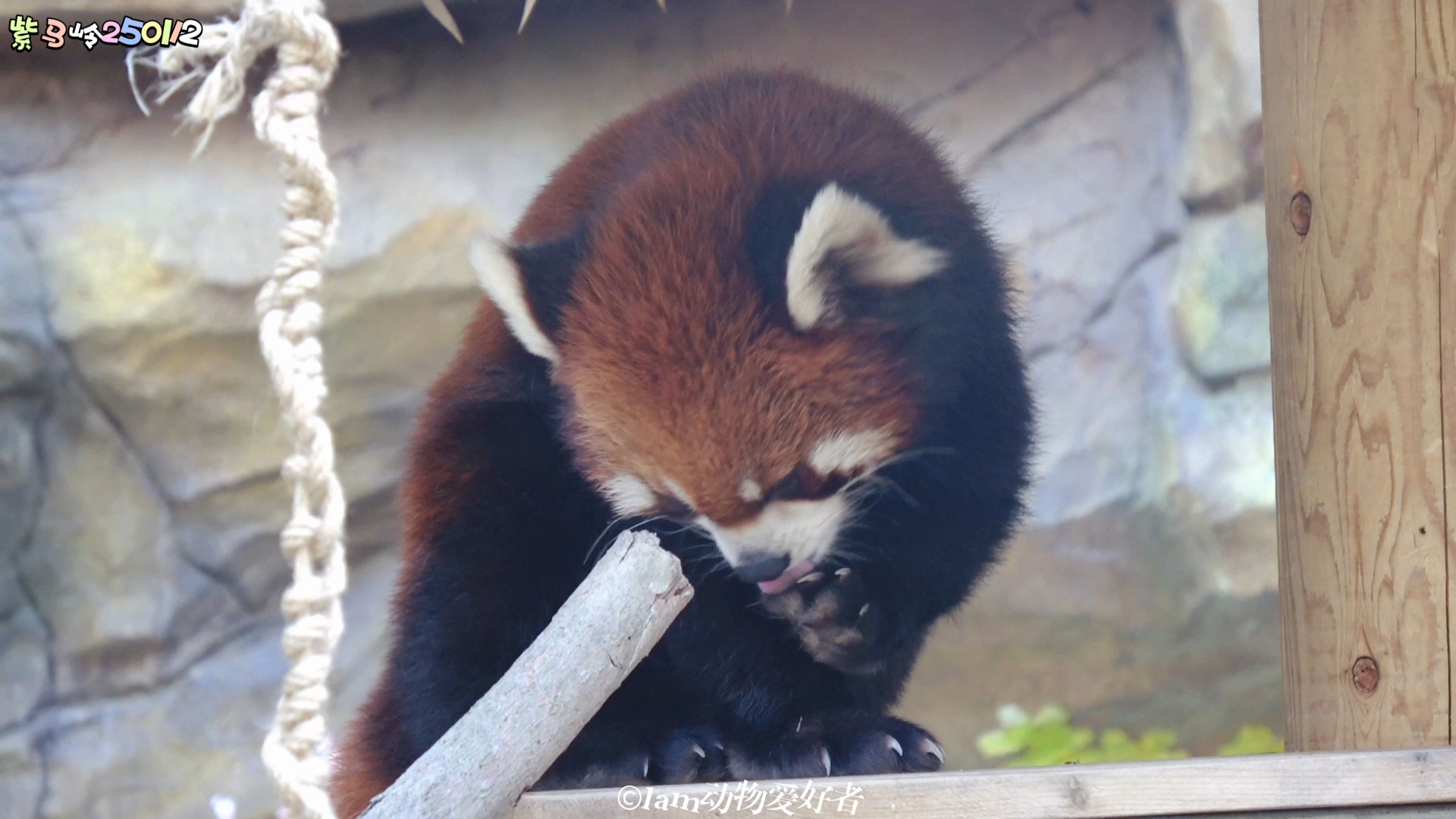 【小熊猫窝窝头】窝窝头舔爪爪