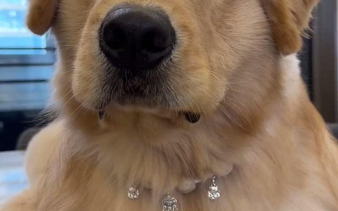 金毛timi你已经超级厉害了!萌宠出道计划 萌宠日常记录 金毛