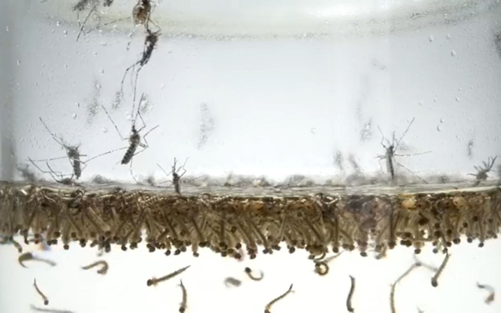 观察1000只蚊子幼虫进化是什么样的体验?_哔哩哔哩_bilibili