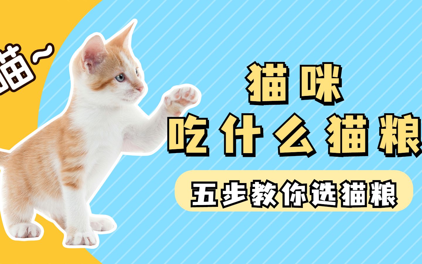 猫咪吃什么猫粮好?猫粮推荐哔哩哔哩bilibili