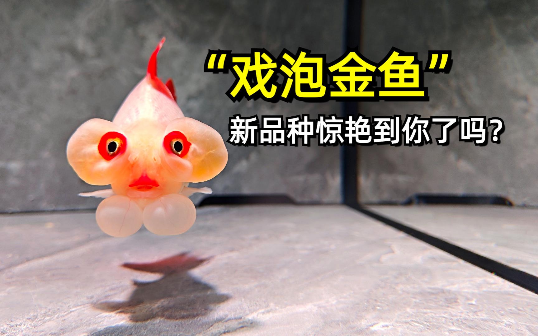 4个泡的新品种"戏泡金鱼",有点像京剧孙悟空?