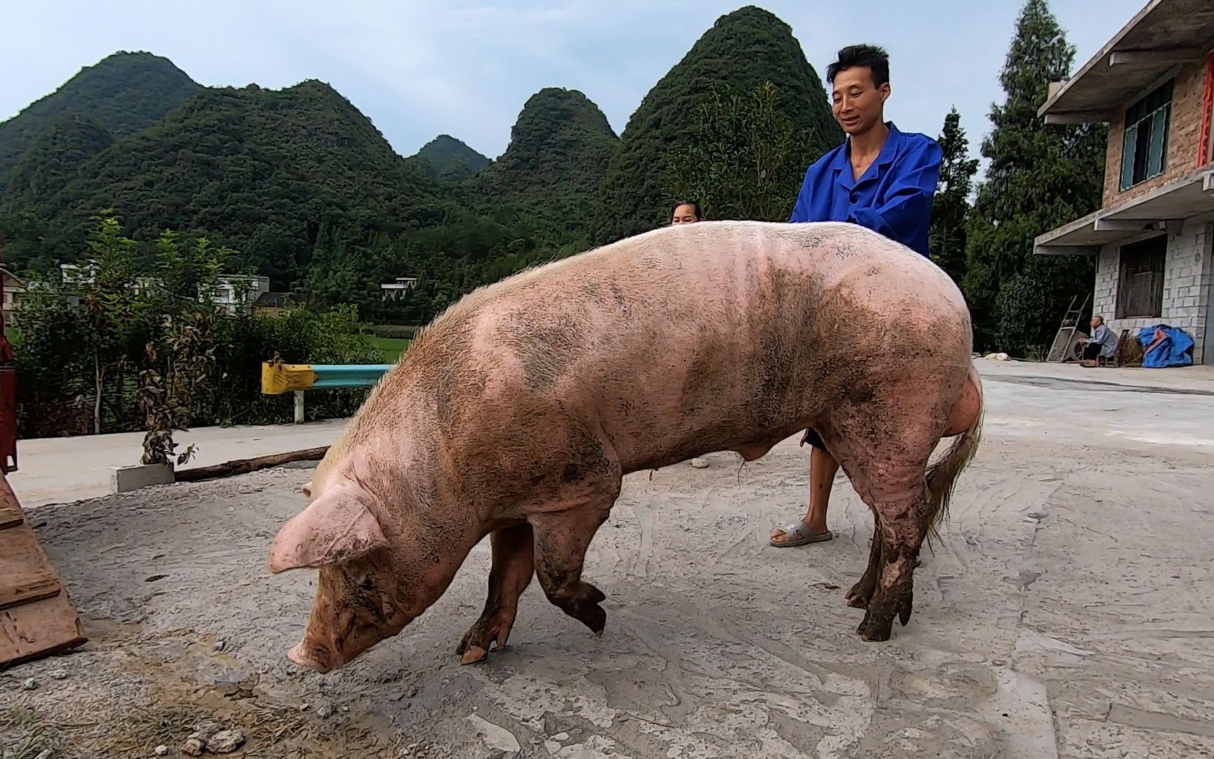 养殖户用三轮车拉500斤重的种公猪上门配种服务,这头公猪真幸福