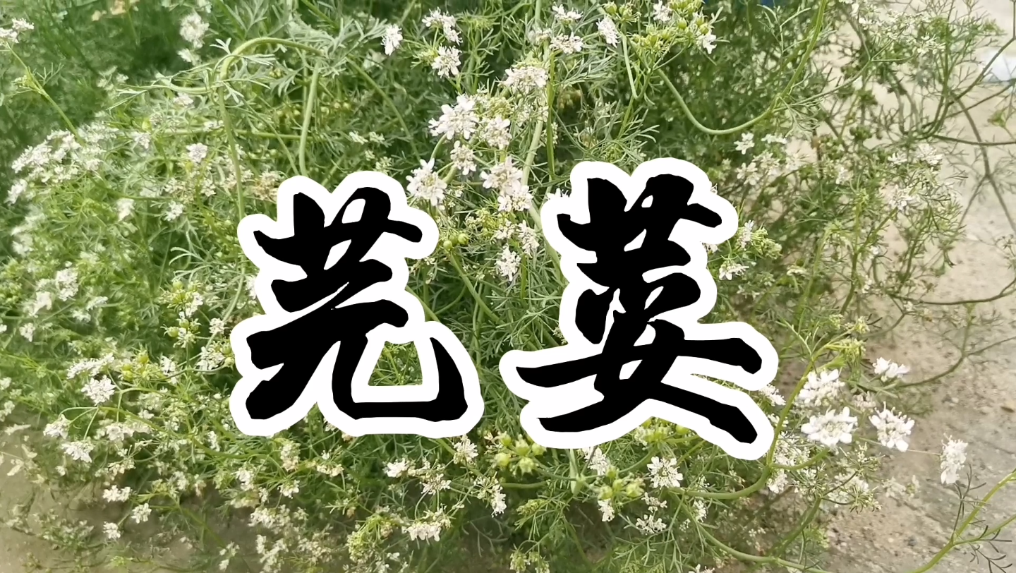 [图]中草药芫荽就是香菜