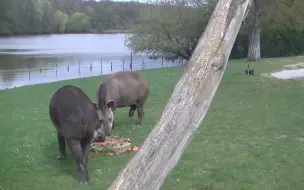 Download Video: 世界貘日，波蘭波茲南動物園的保育員爲南美貘準備了節日驚喜