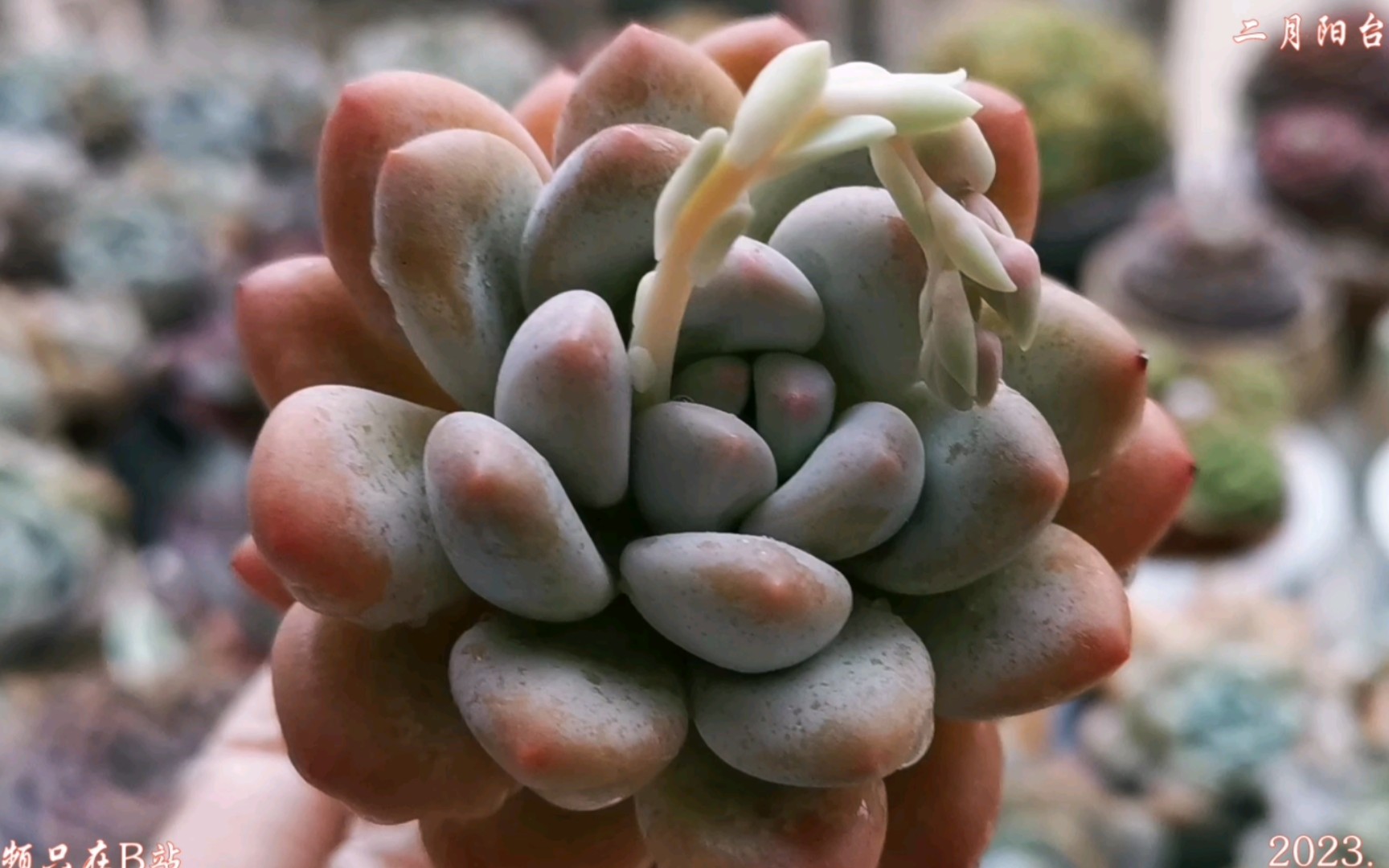 阴冷天气,分享一下4棵香水多肉,你会喜欢哪一棵呢?