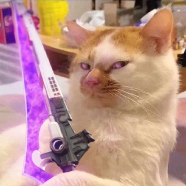 【命运2】群里一些奇怪的猫猫图