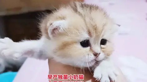 哎呦与偶像三胞胎奶猫图片