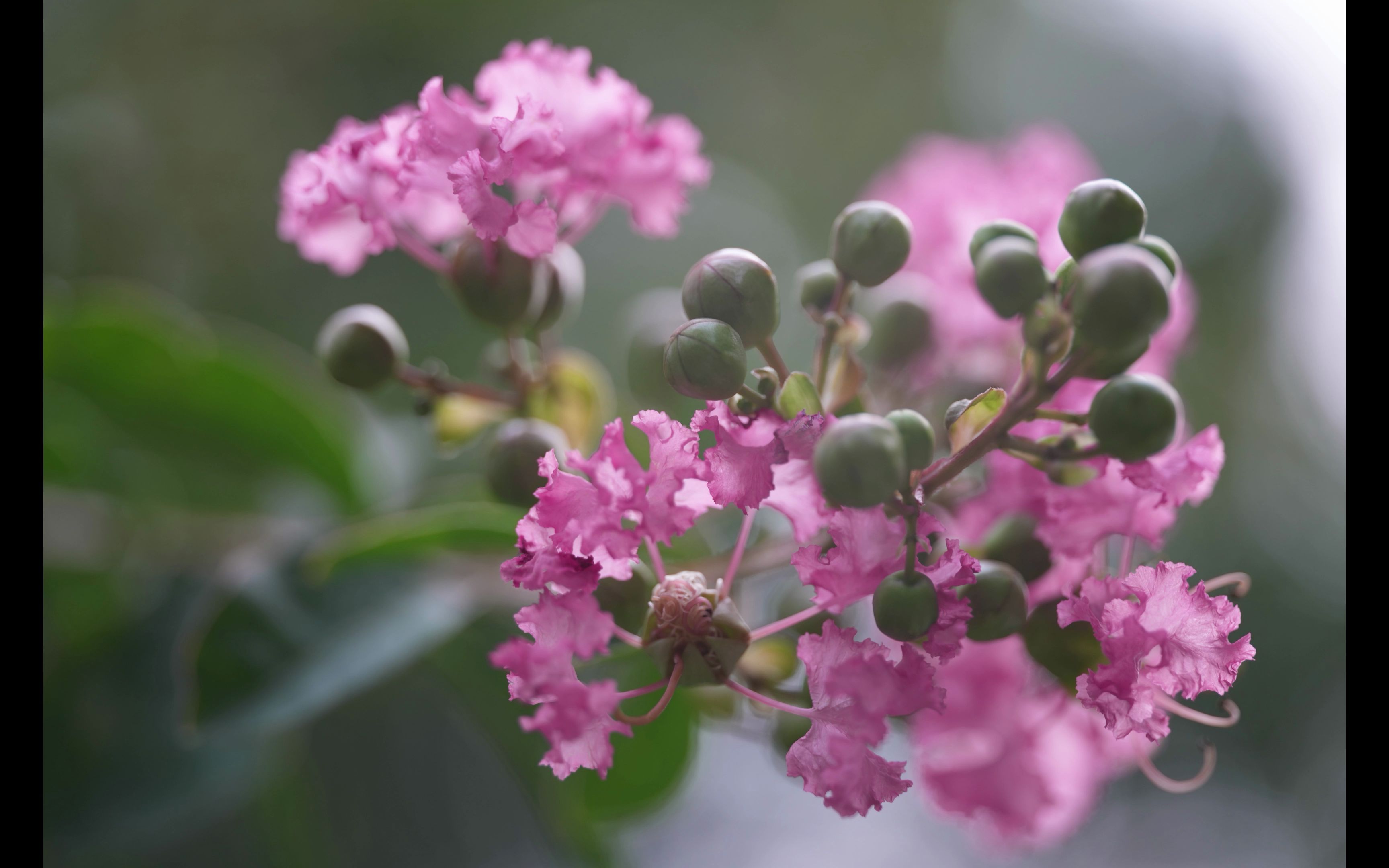 【老蛙90微 手持实拍】花,叶,虫ii