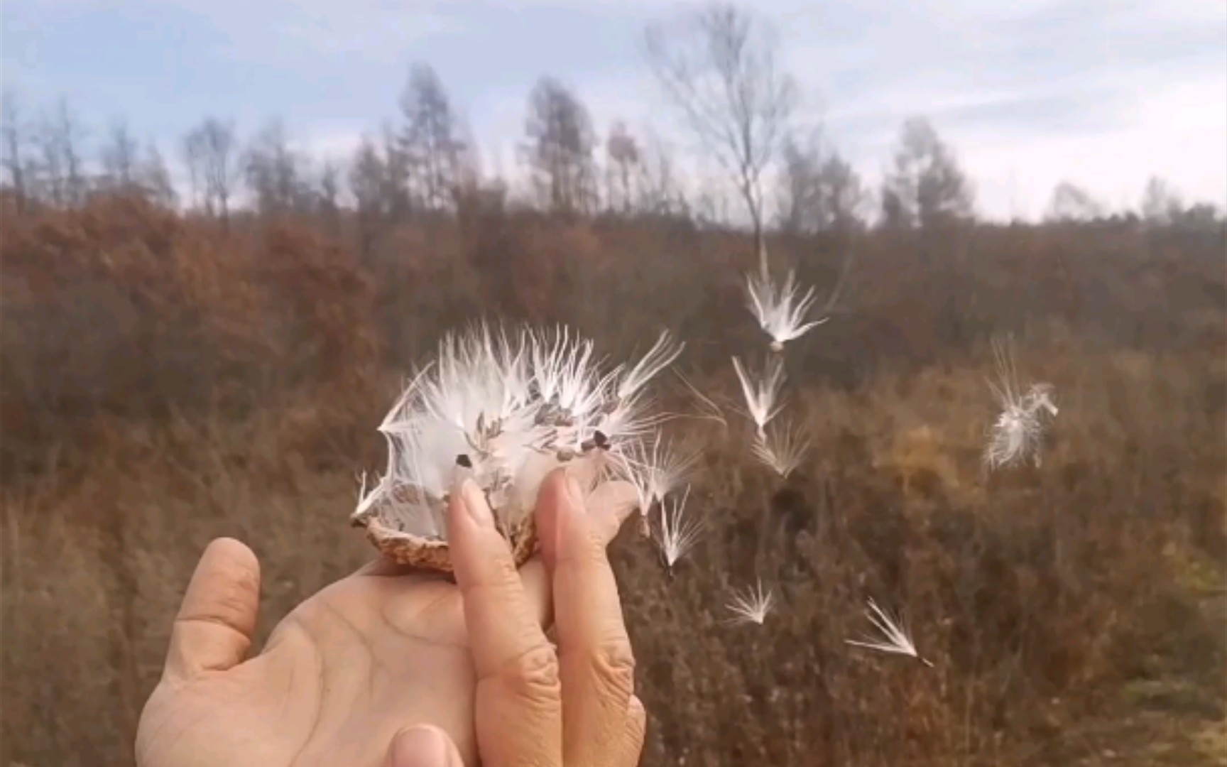 【这是什么果实】果实和种子的传播 刚好下周讲种子植物 可以用上啦(人教版初中生物七年级上册)哔哩哔哩bilibili