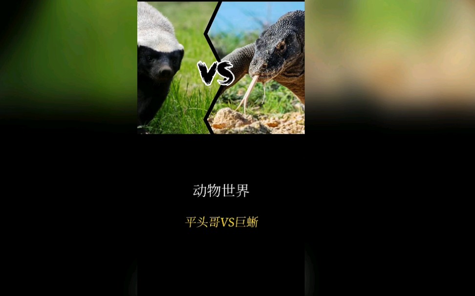 蜜獾vs科莫多巨蜥图片