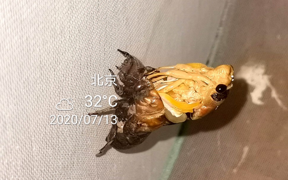 蚱蝉/熊蝉难得拍到两只同步羽化,100倍延迟拍摄