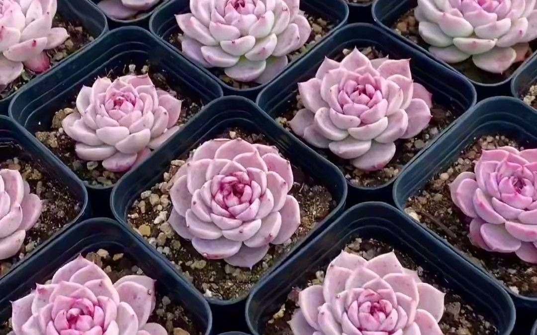 我种的天鹅绒多肉已经越来越漂亮了#多肉植物