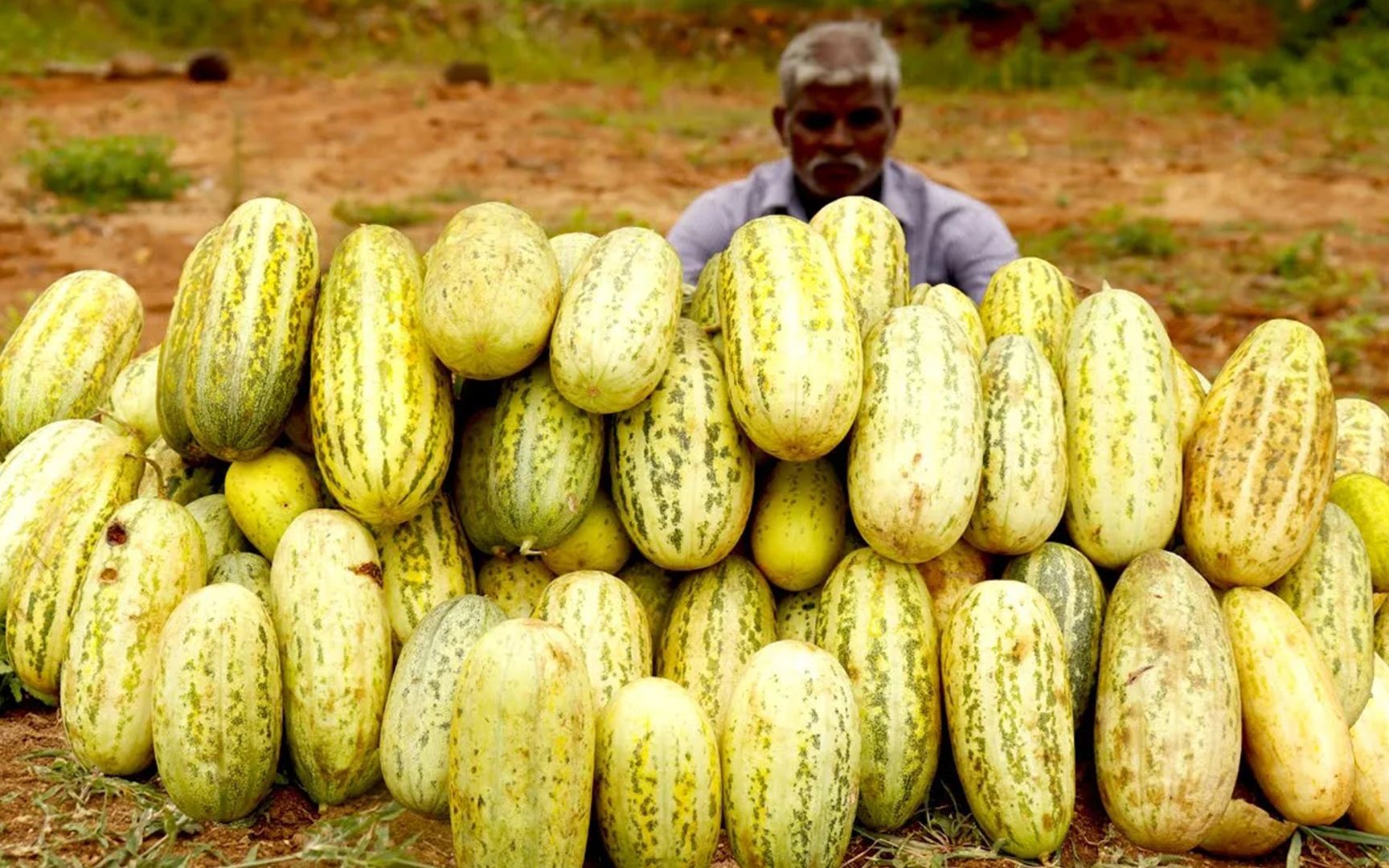 印度三哥-黄瓜水果小吃_哔哩哔哩 (゜-゜)つロ 干杯~-bilibili