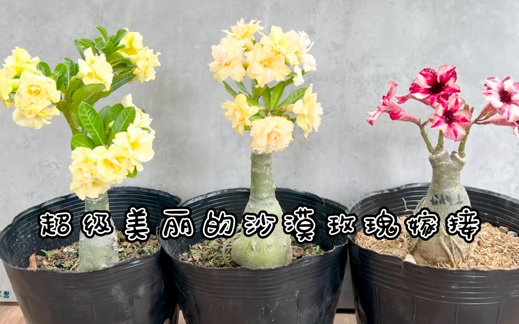 多色沙漠玫瑰嫁接,嫁接就是如此简单! 养殖小技巧