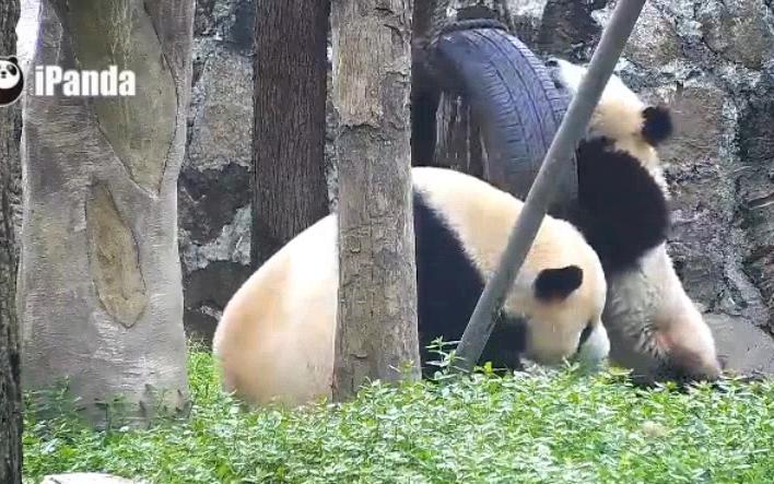 [图]20180731《大熊猫妃妃仔》摩擦摩擦，是麻麻的多多地爱