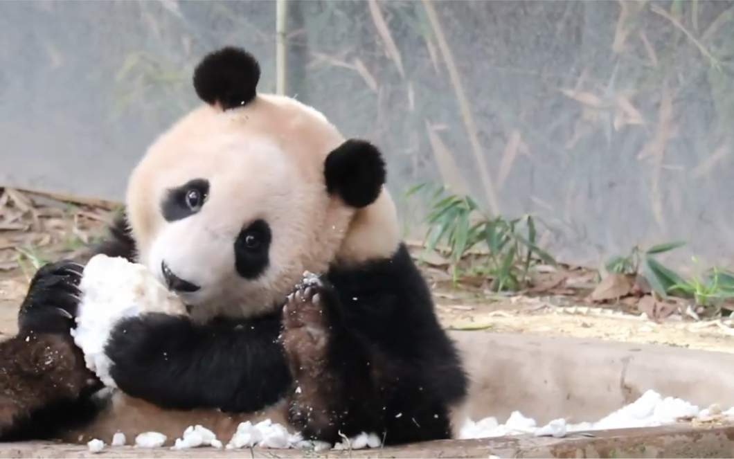 大熊猫福宝玩雪球也是拥有一池子雪的小熊了比成都熊富裕一丢丢220202
