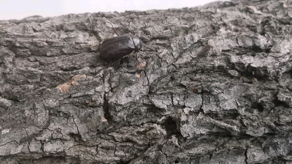 虫王争霸赛第三季之中华大扁锹vs大黑鳃金龟