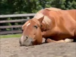 Video herunterladen: 【24.7.14】蓬松的面包缓缓倒下（ティナ）