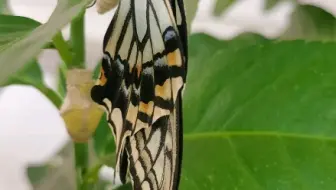 柑橘凤蝶 羽化 一只畸形蛹的蜕变 哔哩哔哩 Bilibili