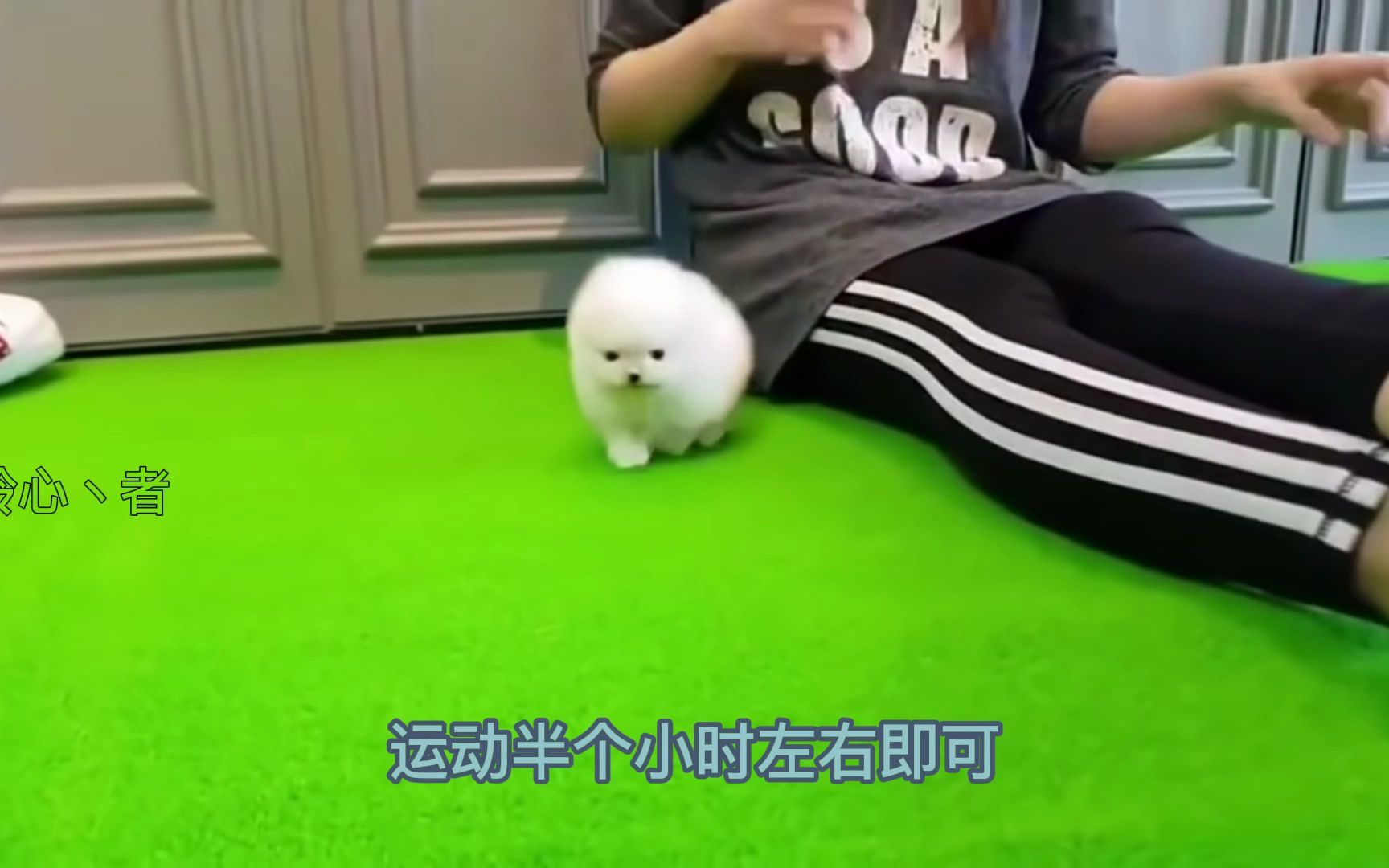 世界上最小的10种小型犬哔哩哔哩bilibili