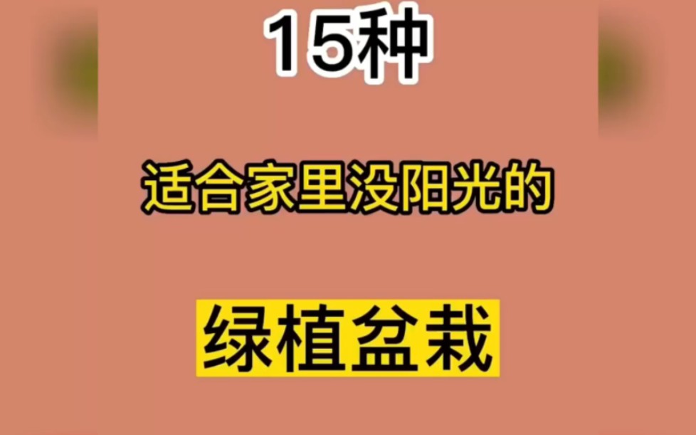 十五种适合家里没阳光养绿植盆栽哔哩哔哩bilibili