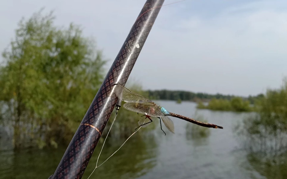 钓鱼钓上一只可爱美丽调皮捣蛋的蜻蜓,它不会再骚扰钓鱼了!