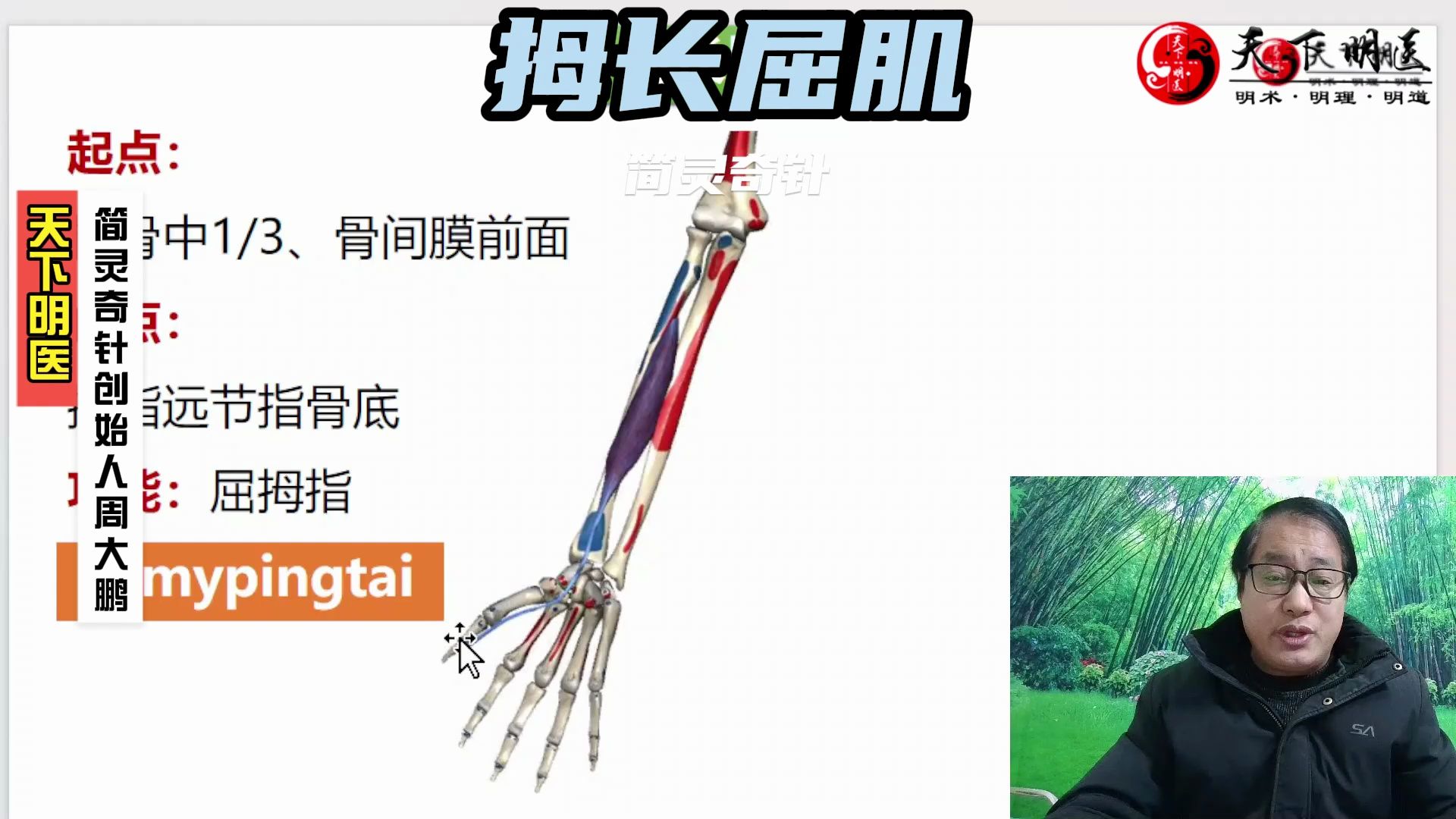 拇长屈肌——4个方面全方位讲解——天下明医平台简灵奇针
