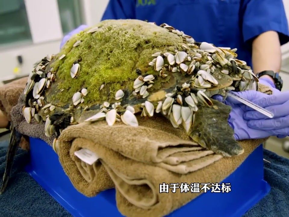 可怜的海龟身上长满的藤壶,小姐姐细心救援,全程解压