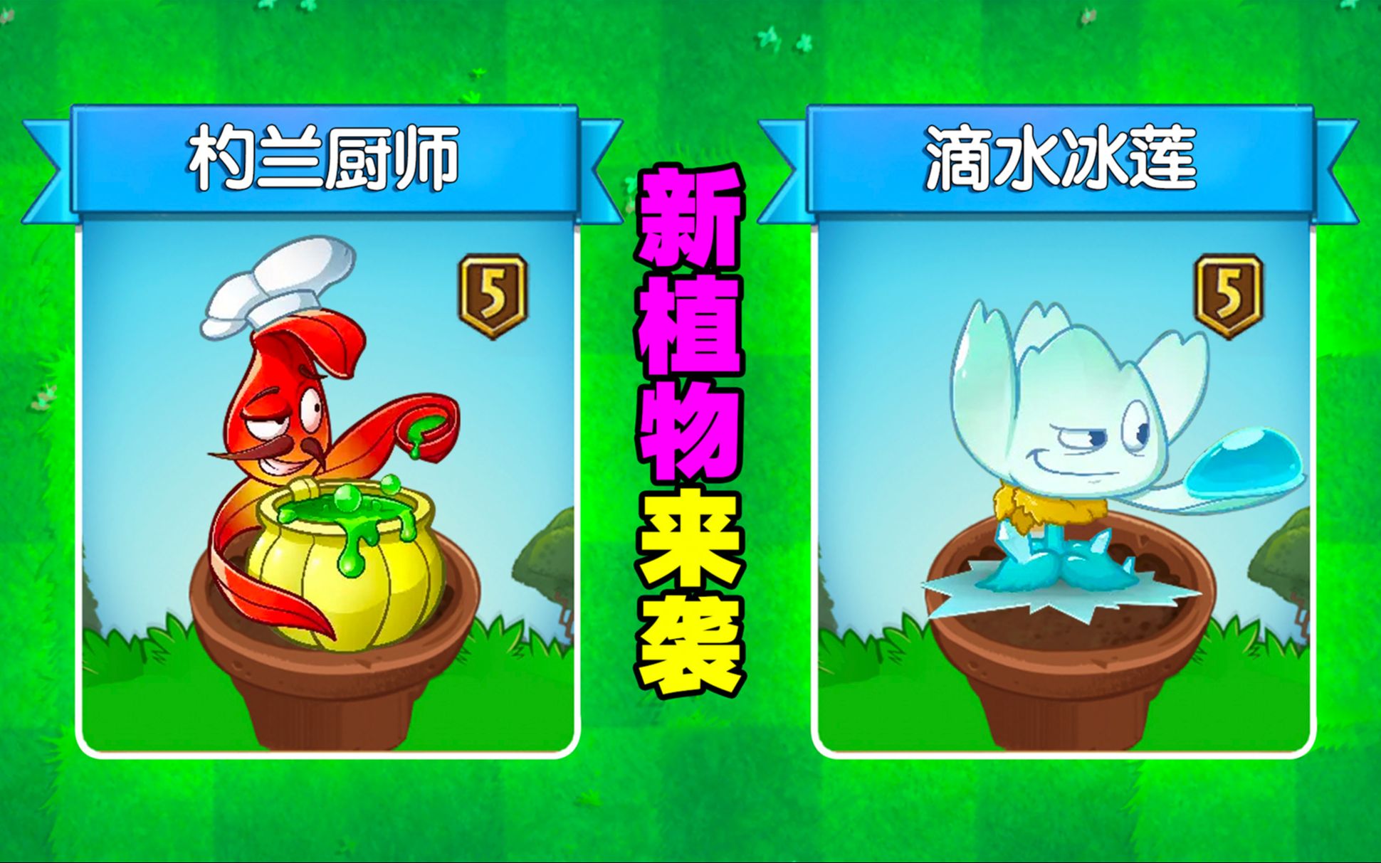 新植物:滴水冰莲、杓兰厨师!他们厉害吗?哔哩哔哩bilibili