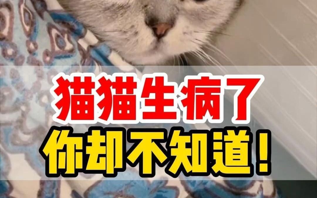 猫咪表情评分表,10秒判断猫咪是否在忍痛!哔哩哔哩bilibili