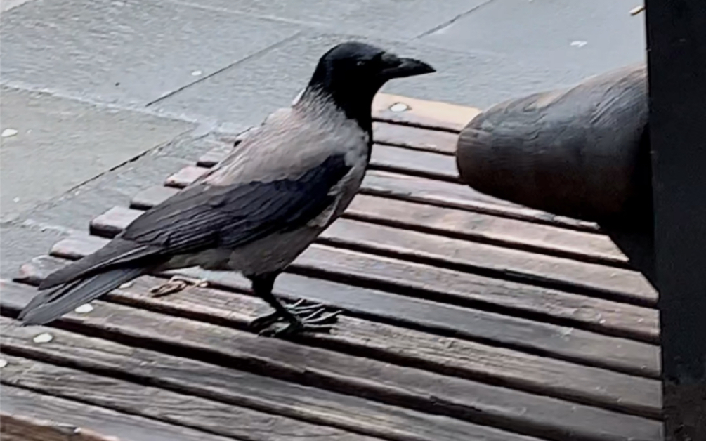 为什么乌鸦像写字台